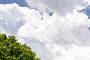 Cheap Pet Friendly Apartments In Orlando Fl Cheap Pet Friendly Apartments In Orlando Fl